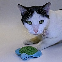 adopt a pet