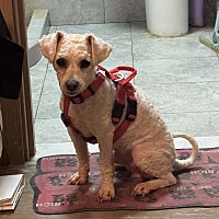 adopt-pet