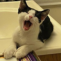 adopt a pet