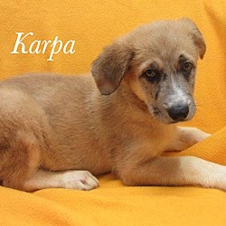 Thumbnail photo of Karpa #3