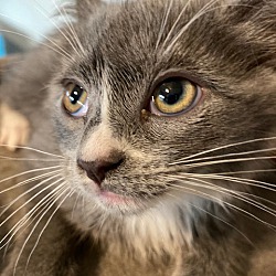 Photo of Josie