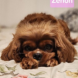 Photo of Zenon