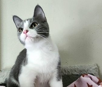 Elmo – ADOPTED!