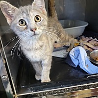 adopt a pet
