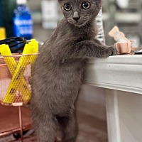 adopt a pet