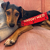 adopt a pet
