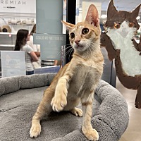 adopt a pet