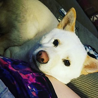 Taylorsville Ut Shiba Inu Meet Apallo A Pet For Adoption