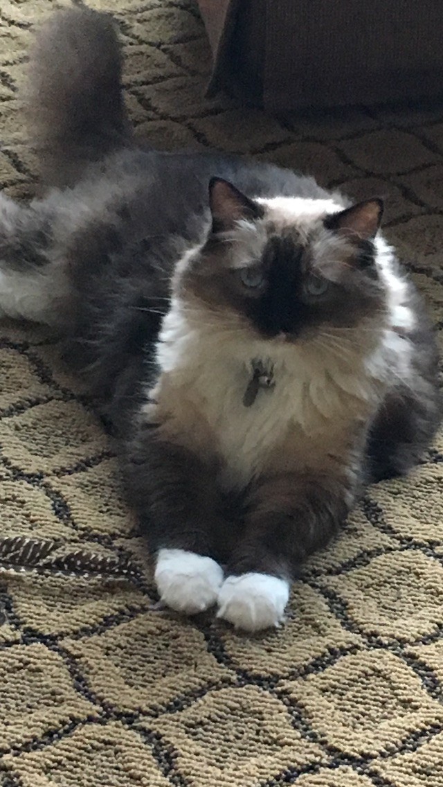 Greenville Sc Ragdoll Meet Louis A Pet For Adoption