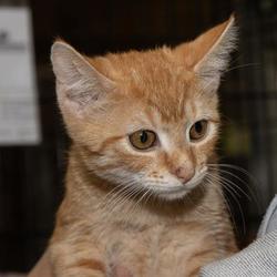 Available Pets At Awsom In Stroudsburg Pennsylvania