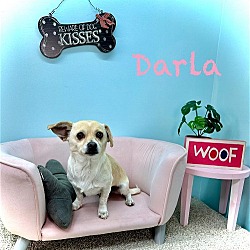 Thumbnail photo of Darla #4