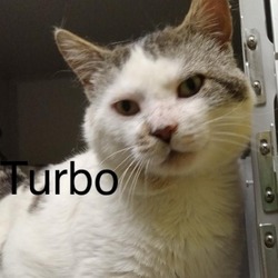 Thumbnail photo of Turbo #4