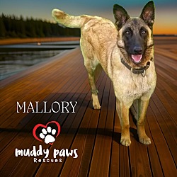 Photo of Mallory