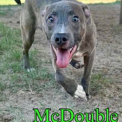 Thumbnail photo of McDouble #2