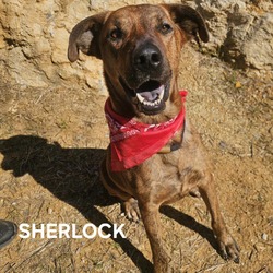 Thumbnail photo of Sherlock #4