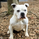 Adopt A Pet :: Hoss - Versailles, KY