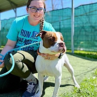 adopt a pet