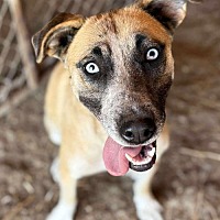 adopt a pet