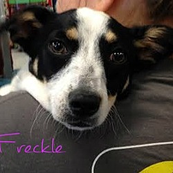 Thumbnail photo of Freckle #1