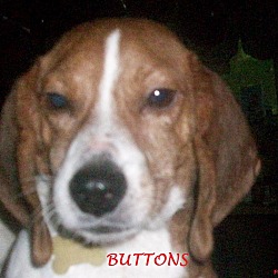 Thumbnail photo of BUTTONS #1