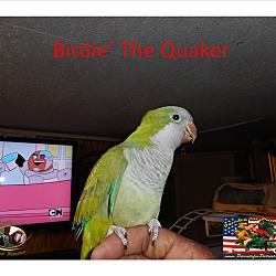 Thumbnail photo of Birdie the Quaker #1