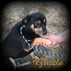 Thumbnail photo of Grizzle #2