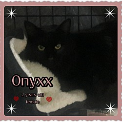 Thumbnail photo of Onyxx #2