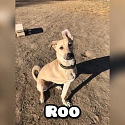 Photo of Roo