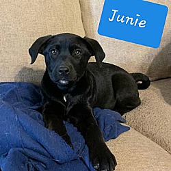 Photo of Junie