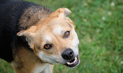 New Milford, Ct - Beagle Mixed Breed (medium). Meet Michael A Pet For 