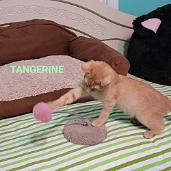 Thumbnail photo of TANGERINE #4