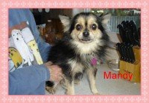 Norfolk, VA - Yorkie, Yorkshire Terrier. Meet Mandy a Pet for Adoption ...