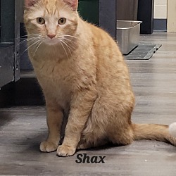Photo of Shax