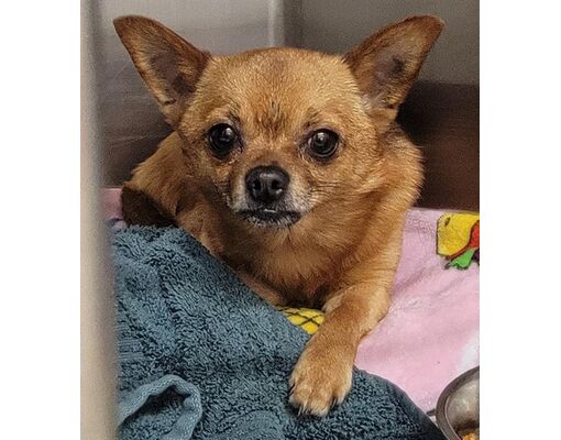 Anchorage, AK - Chihuahua. Meet PONCHO a Pet for Adoption - AdoptaPet.com