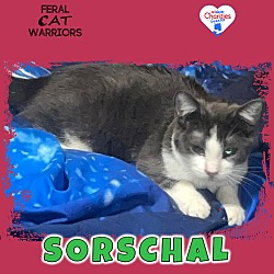 Photo of Sorschal