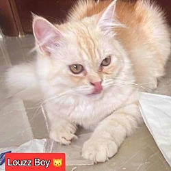 Thumbnail photo of Louzz #4