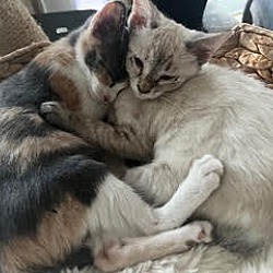 Thumbnail photo of Bella Luna & Marshmallow #1