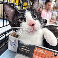 adopt a pet