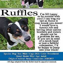 Thumbnail photo of Ruffles #2