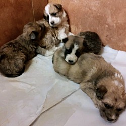 Photo of Fuzzy puppies