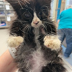 Photo of Inkwell
