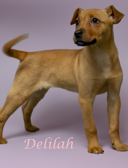 Photo of Delilah (D24-026)