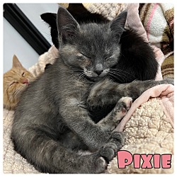 Photo of Pixie