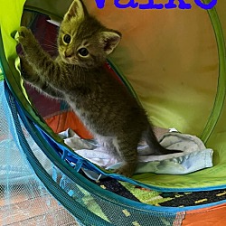 Photo of Kitten: Valko