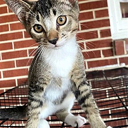 Photo of KITTEN SILLY SOCKS