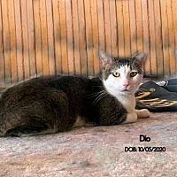 adopt a pet