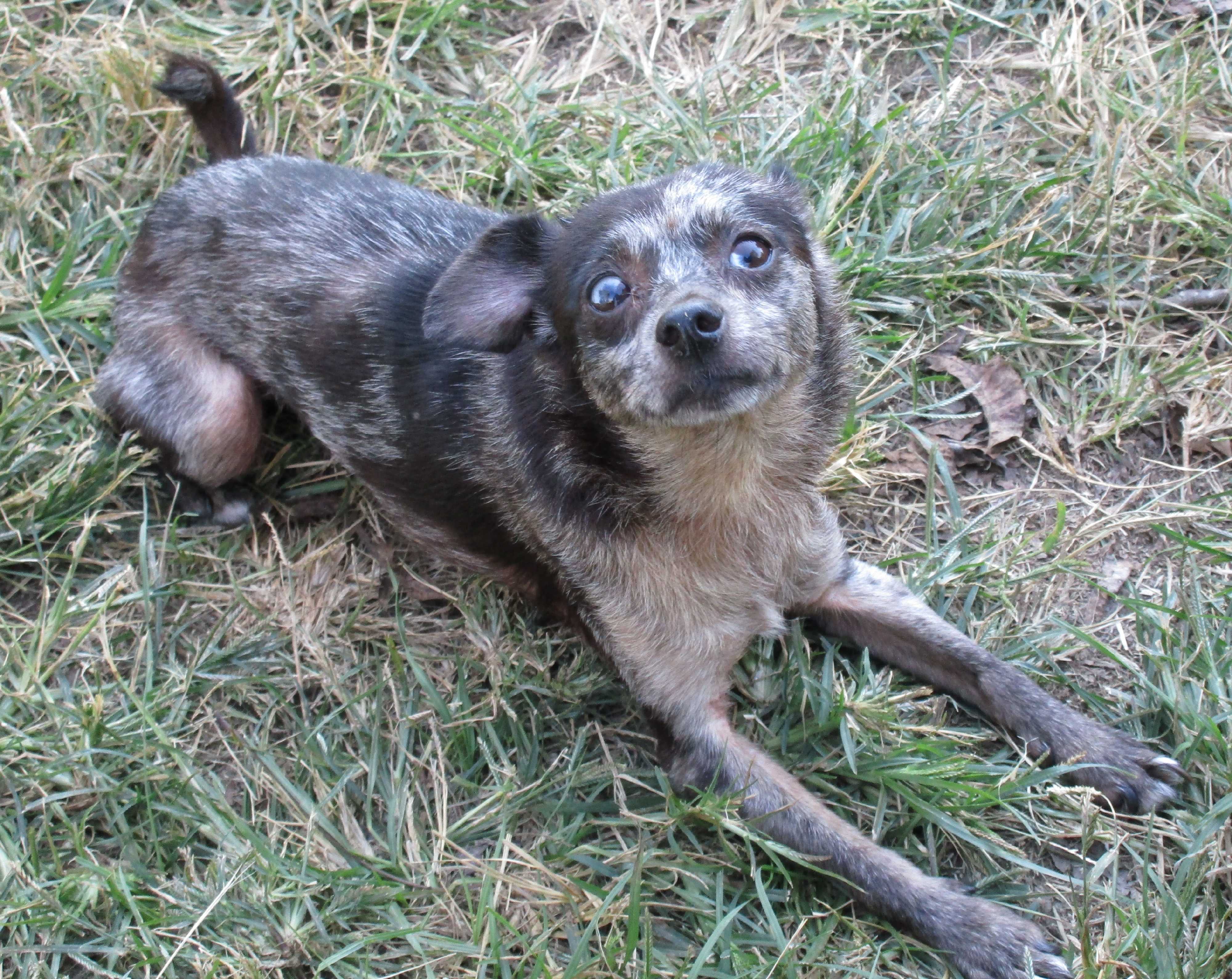 irish wolfhound chihuahua mix