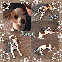 Thumbnail photo of Jax in CT #1