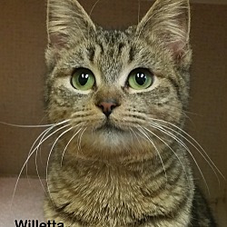 Thumbnail photo of Willetta #1