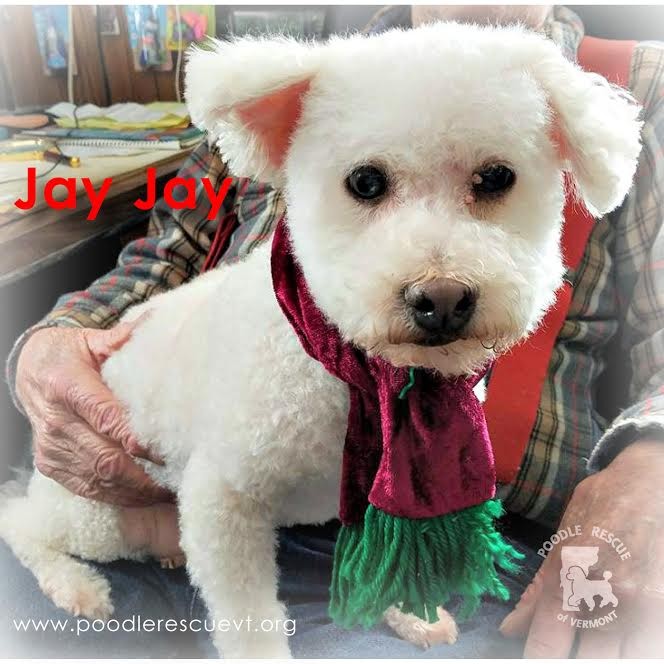 Essex Junction Vt Bichon Frise Meet Jay Jay A Pet For